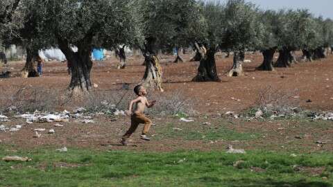 Syrian Kurdish Farmers Accuse Turkey-Backed Militias of Seizing, Taxing Olive Crops