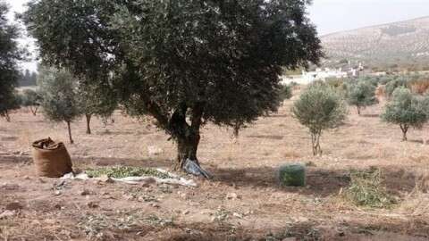 Theft of displaced people’s properties in Afrin | Ankara-backed gunmen cut down over 400 olive trees in Bulbul area in countryside